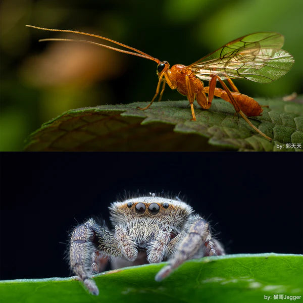 7Artisans 60mm F2.8 Full Frame 2X Magnification Macro Lens